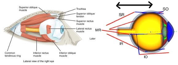 Muscles oculomoteurs et modèle mécanique du globe oculaire